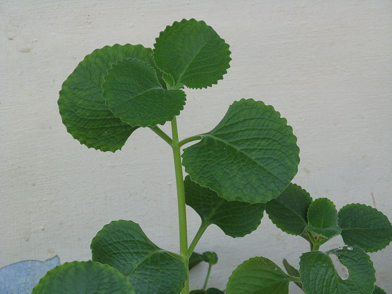 Coleus_aromaticus-2 (2).JPG